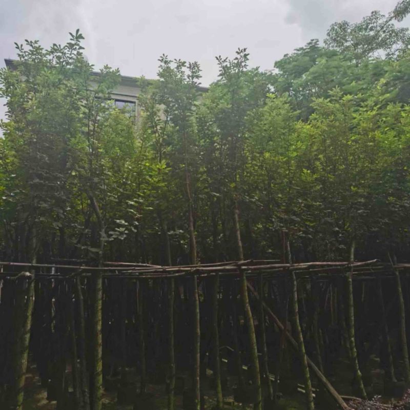 黄花风铃木5～15公分基地直发规格齐全质量优质