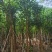骨架菩提榕12～20公分基地直发规格齐全质量优质