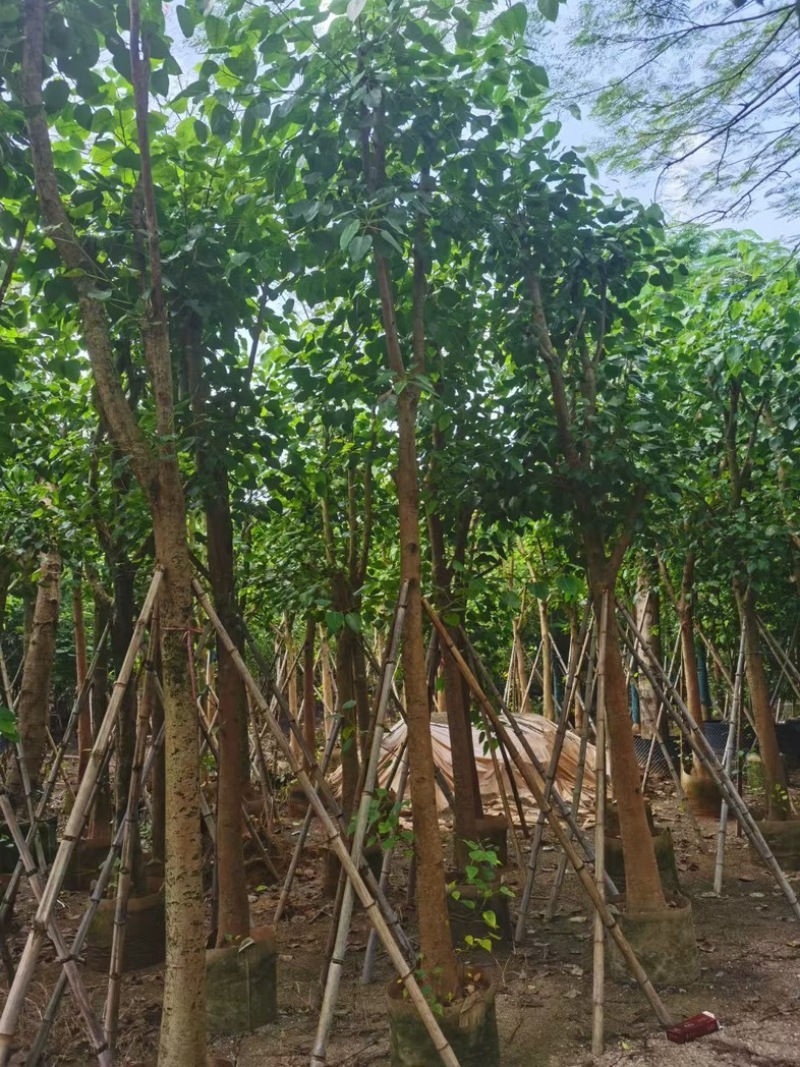 骨架菩提榕12～20公分基地直发规格齐全质量优质