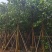 骨架菩提榕12～20公分基地直发规格齐全质量优质