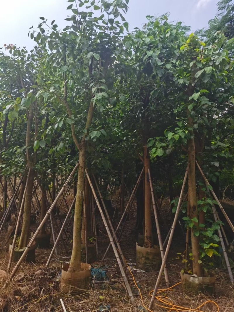 骨架菩提榕12～20公分基地直发规格齐全质量优质