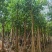 骨架菩提榕12～20公分基地直发规格齐全质量优质