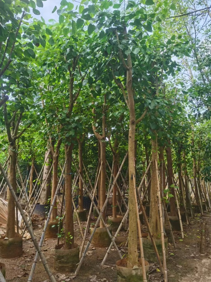 骨架菩提榕12～20公分基地直发规格齐全质量优质