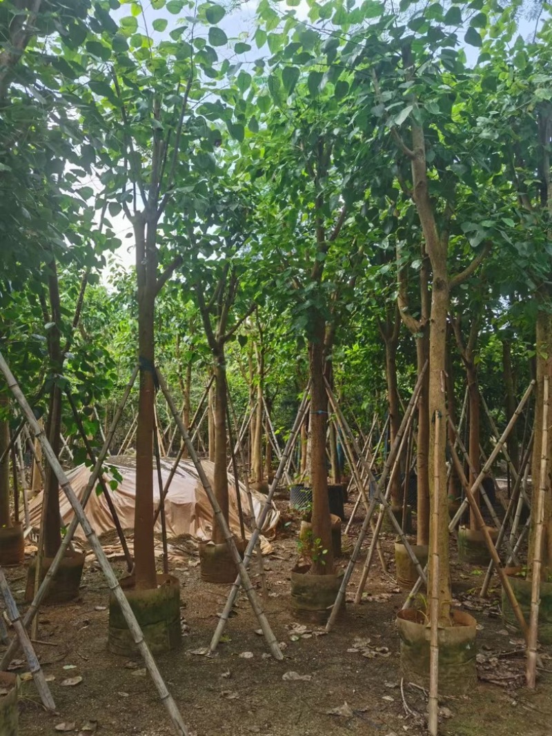 骨架菩提榕12～20公分基地直发规格齐全质量优质