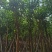 骨架菩提榕12～20公分基地直发规格齐全质量优质