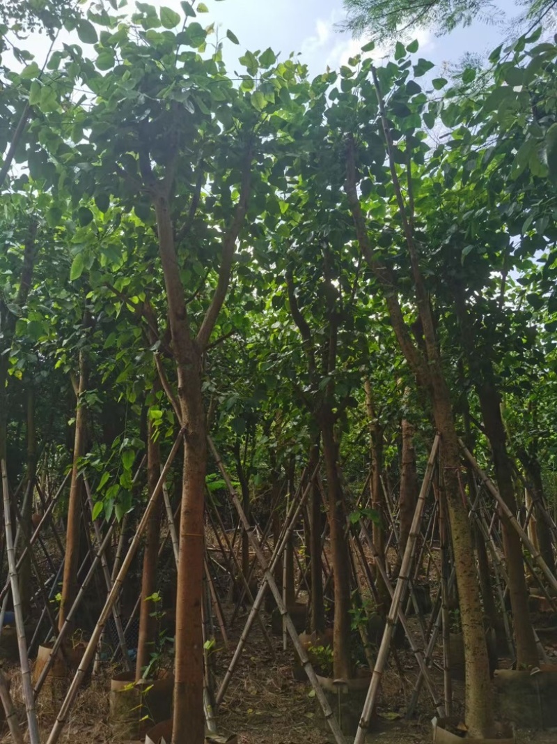骨架菩提榕12～20公分基地直发规格齐全质量优质