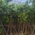 骨架菩提榕12～20公分基地直发规格齐全质量优质