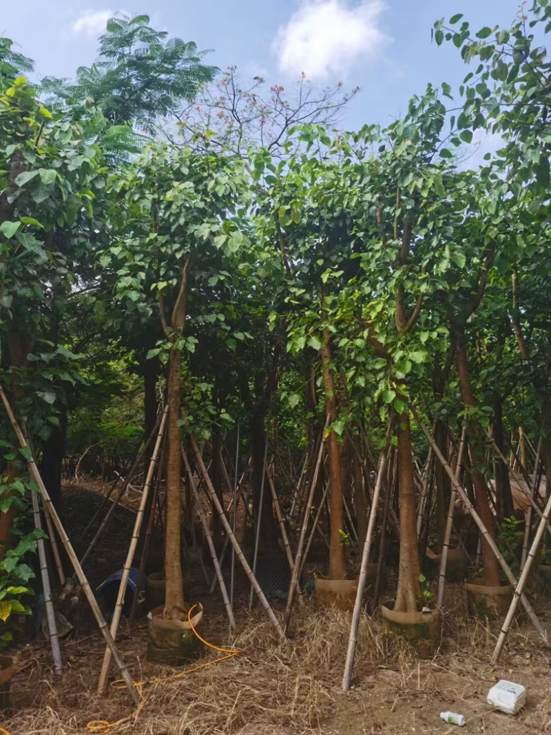 骨架菩提榕12～20公分基地直发规格齐全质量优质