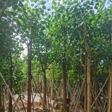 骨架菩提榕12～20公分基地直发规格齐全质量优质