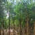 骨架菩提榕12～20公分基地直发规格齐全质量优质