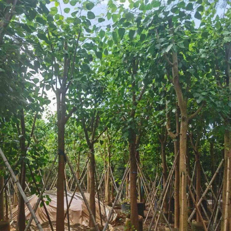 骨架菩提榕12～20公分基地直发规格齐全质量优质