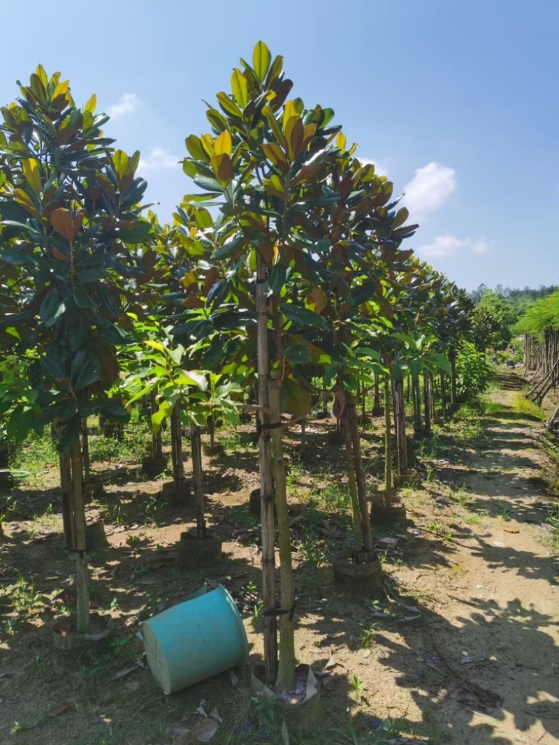 广玉兰3～15公分基地直发规格齐全质量优质