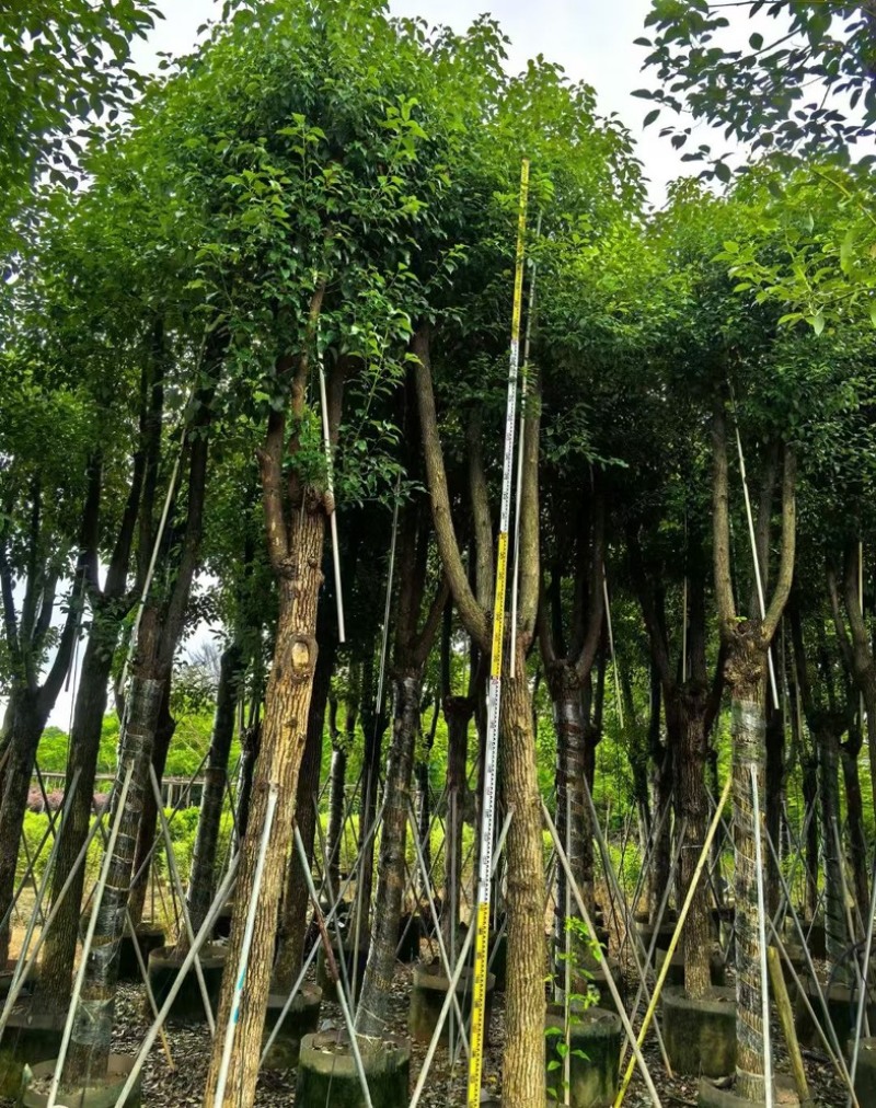 骨架香樟15～35公分基地直发规格齐全质量优质