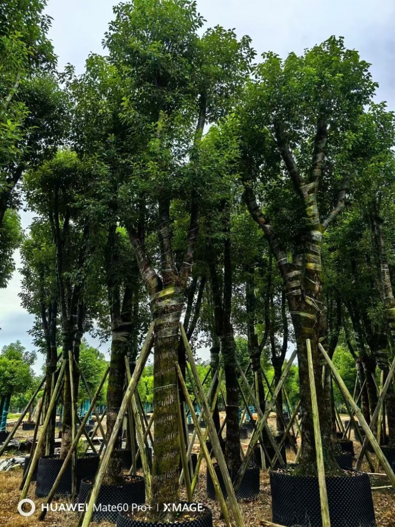 骨架香樟15～35公分基地直发规格齐全质量优质