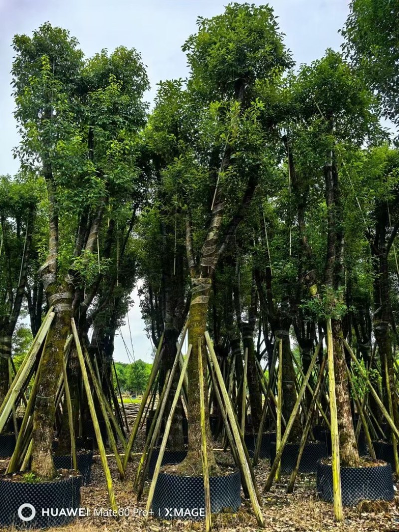 骨架香樟15～35公分基地直发规格齐全质量优质