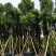 骨架香樟15～35公分基地直发规格齐全质量优质