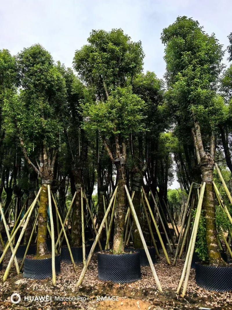 骨架香樟15～35公分基地直发规格齐全质量优质