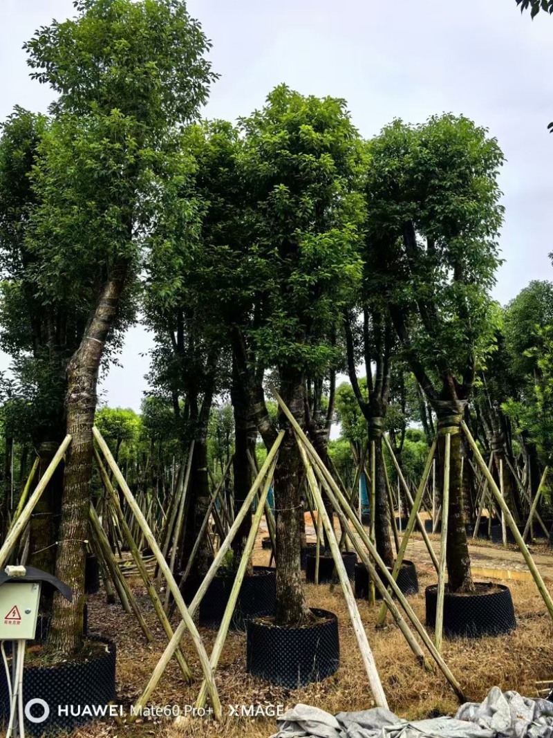 骨架香樟15～35公分基地直发规格齐全质量优质