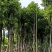 骨架香樟15～35公分基地直发规格齐全质量优质