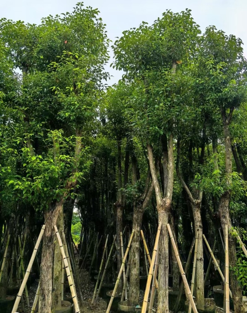 骨架香樟15～35公分基地直发规格齐全质量优质
