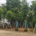 芒果树15～20公分基地直发规格齐全质量优质