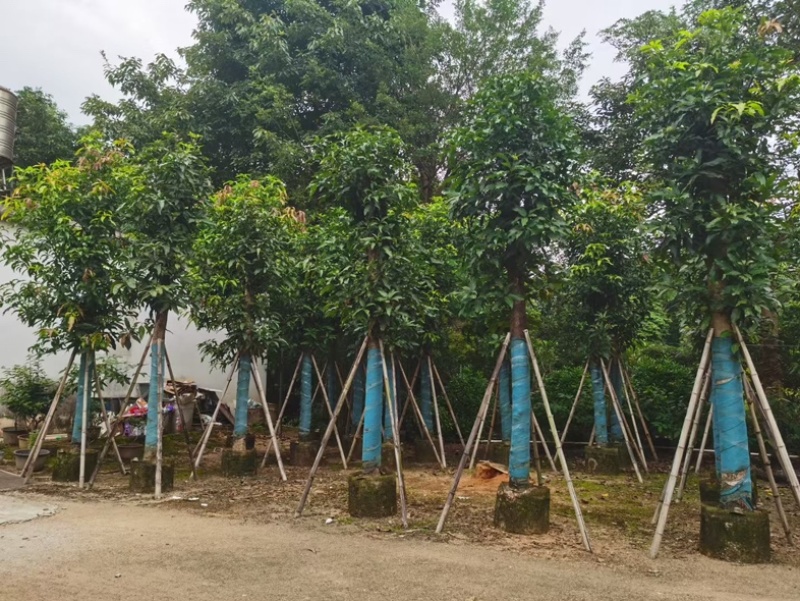 芒果树15～20公分基地直发规格齐全质量优质