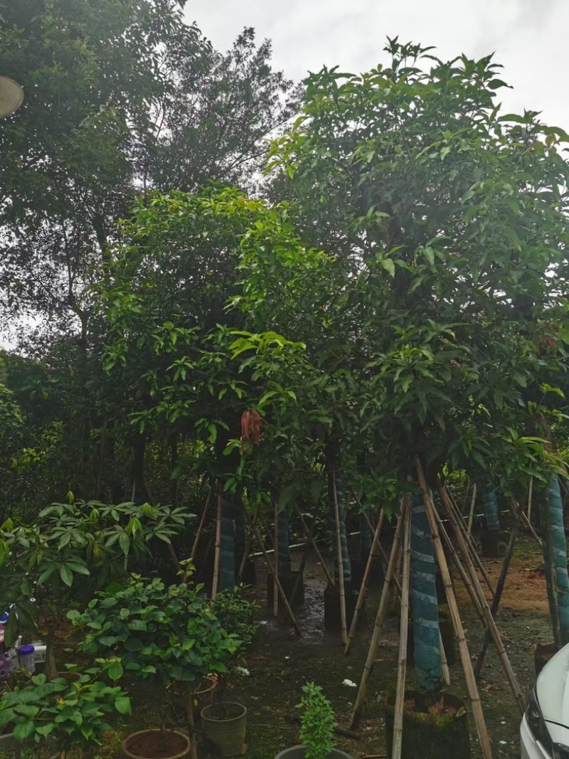 芒果树15～20公分基地直发规格齐全质量优质