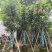 芒果树15～20公分基地直发规格齐全质量优质
