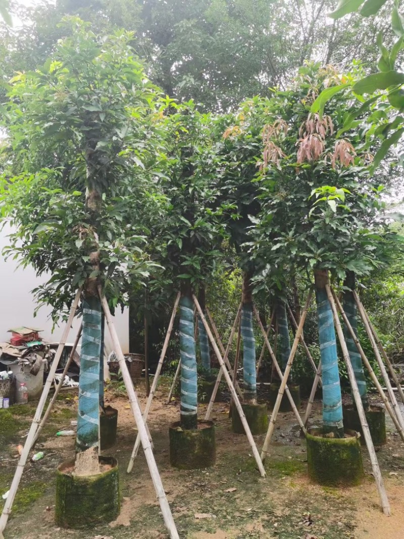 芒果树15～20公分基地直发规格齐全质量优质