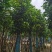 芒果树15～20公分基地直发规格齐全质量优质