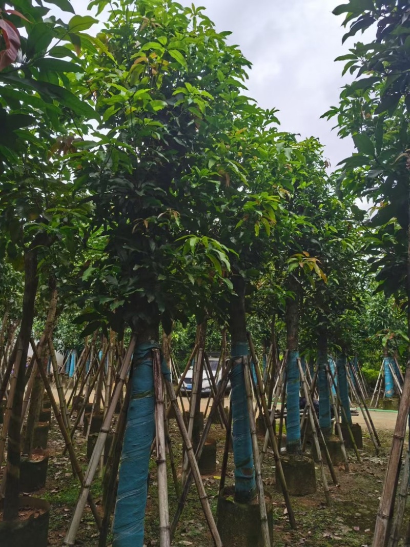 芒果树15～20公分基地直发规格齐全质量优质