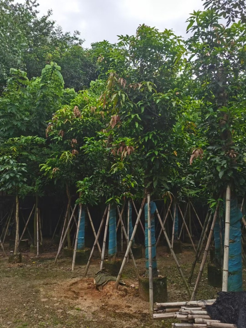 芒果树15～20公分基地直发规格齐全质量优质