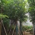芒果树15～20公分基地直发规格齐全质量优质
