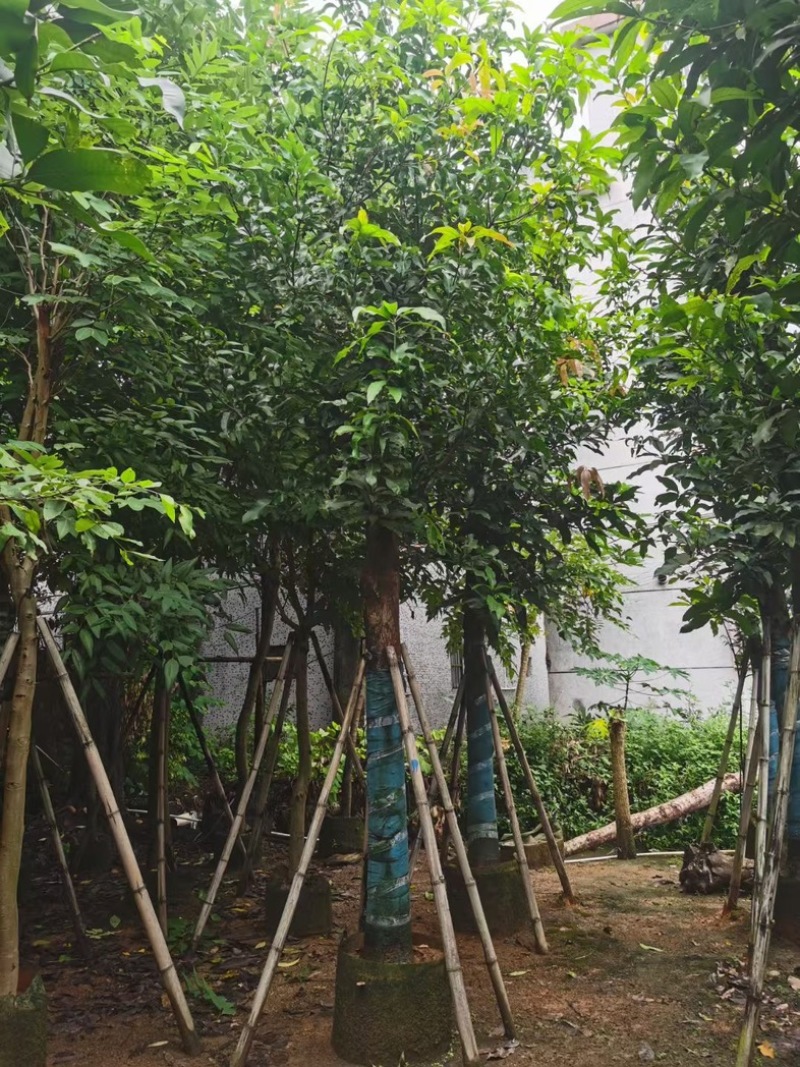 芒果树15～20公分基地直发规格齐全质量优质