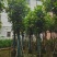 芒果树15～20公分基地直发规格齐全质量优质