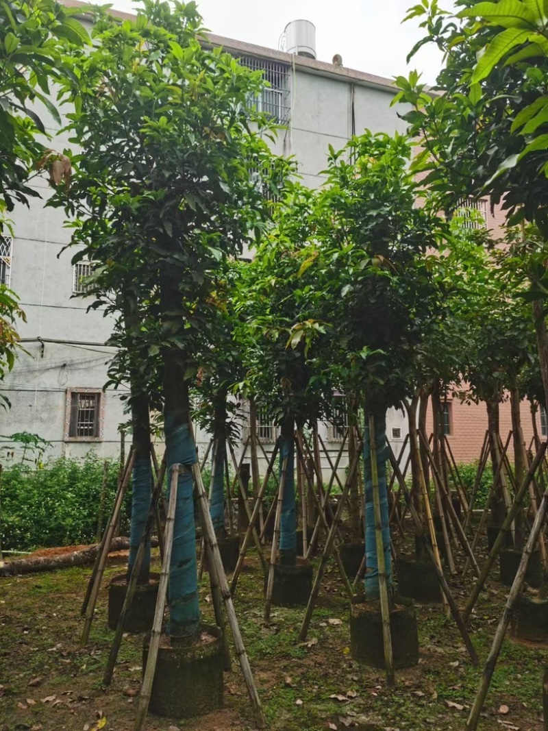 芒果树15～20公分基地直发规格齐全质量优质