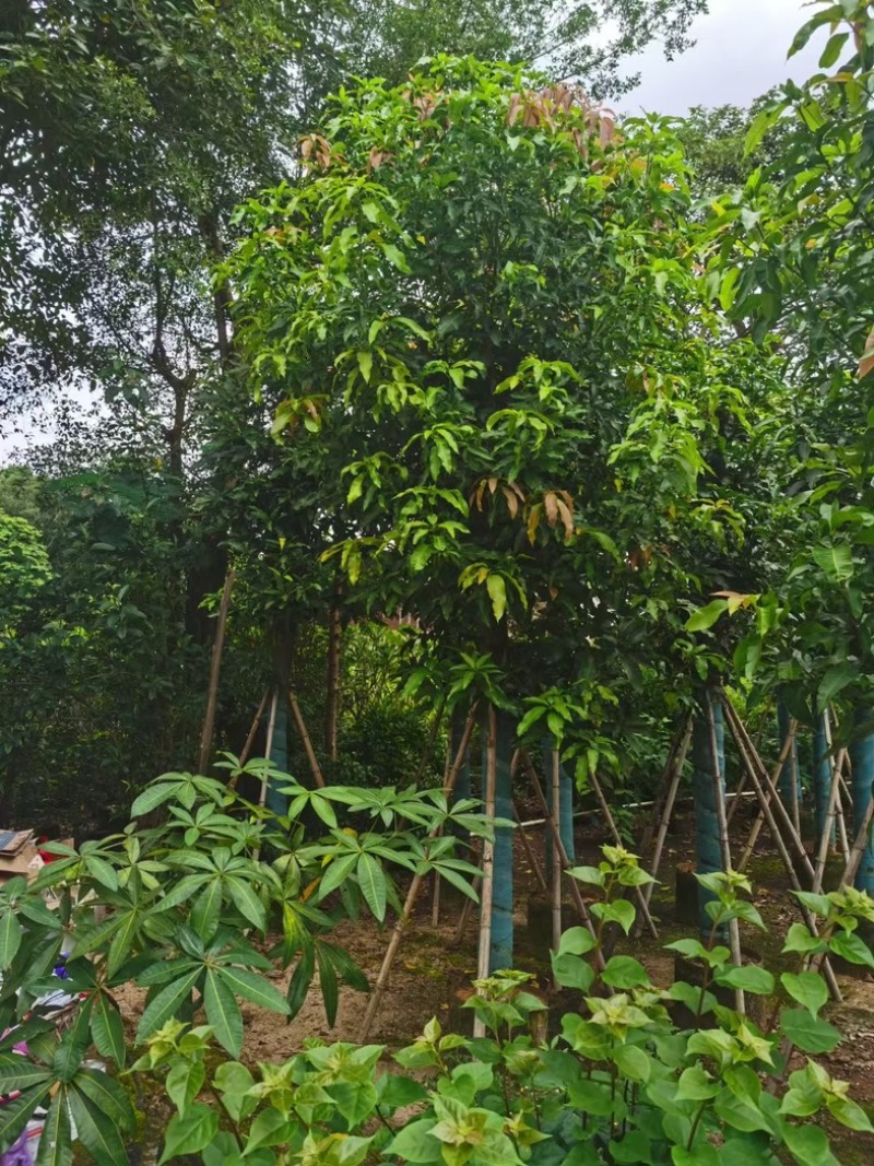 芒果树15～20公分基地直发规格齐全质量优质