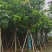 芒果树15～20公分基地直发规格齐全质量优质