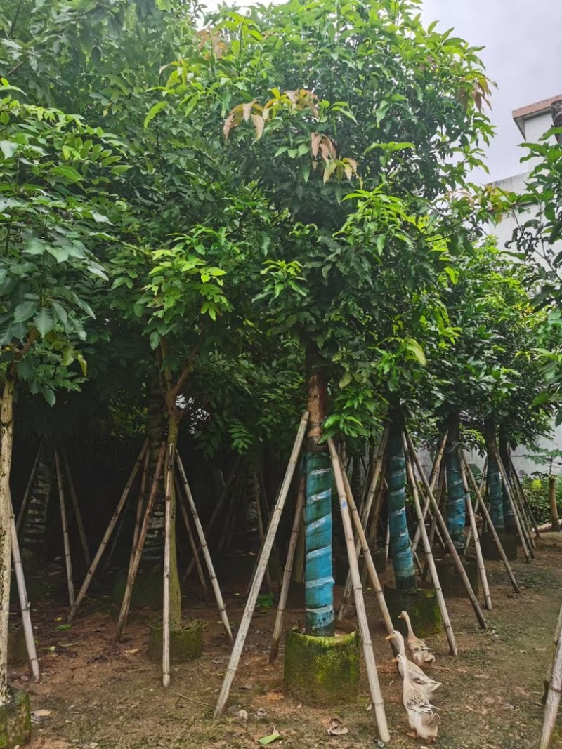 芒果树15～20公分基地直发规格齐全质量优质