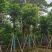 芒果树15～20公分基地直发规格齐全质量优质