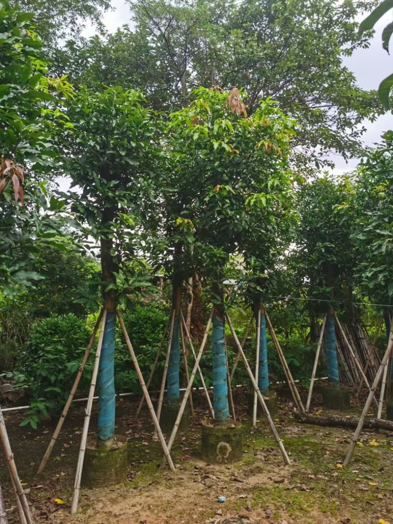 芒果树15～20公分基地直发规格齐全质量优质