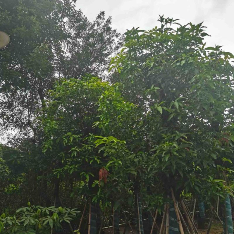 芒果树15～20公分基地直发规格齐全质量优质