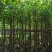 截杆菩提榕8～15公分基地直发规格齐全质量优质