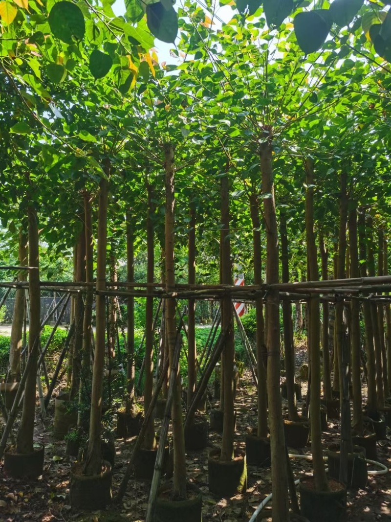 截杆菩提榕8～15公分基地直发规格齐全质量优质