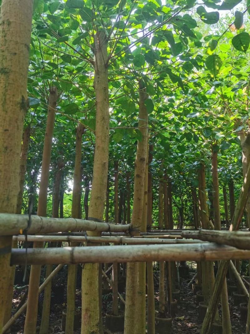 截杆菩提榕8～15公分基地直发规格齐全质量优质