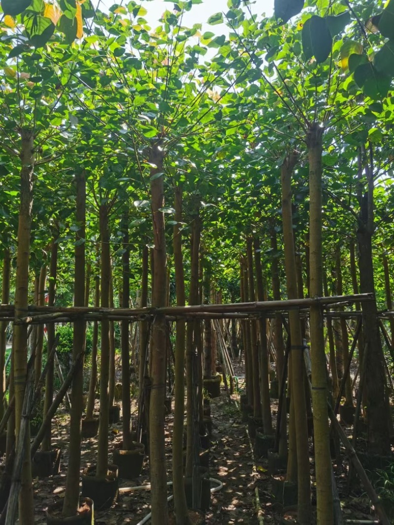 截杆菩提榕8～15公分基地直发规格齐全质量优质