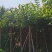 截杆菩提榕8～15公分基地直发规格齐全质量优质