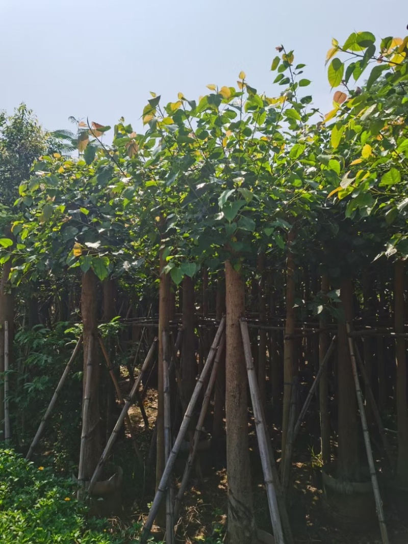 截杆菩提榕8～15公分基地直发规格齐全质量优质