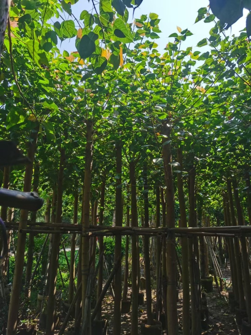 截杆菩提榕8～15公分基地直发规格齐全质量优质