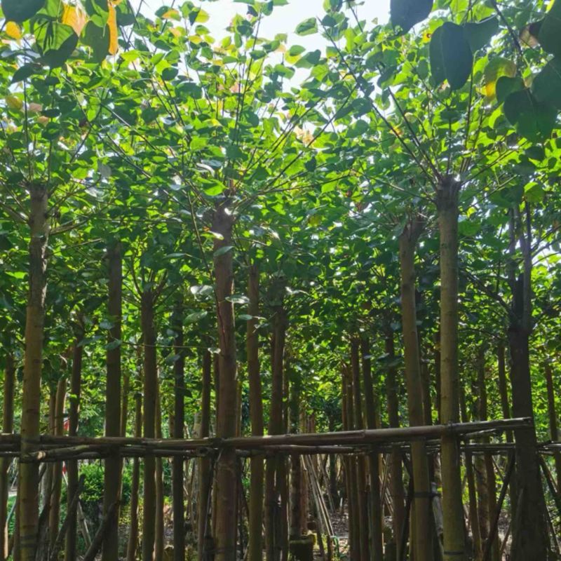 截杆菩提榕8～15公分基地直发规格齐全质量优质